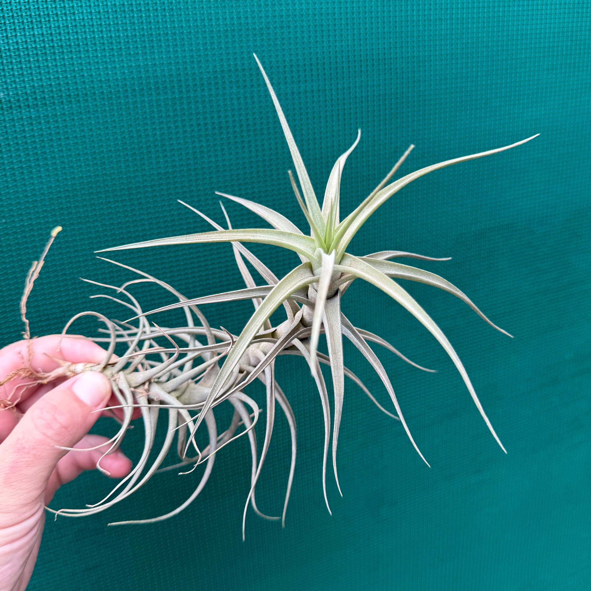 bergeri air plant Tillandsia - bergeri 'Large Form' ex. CC
