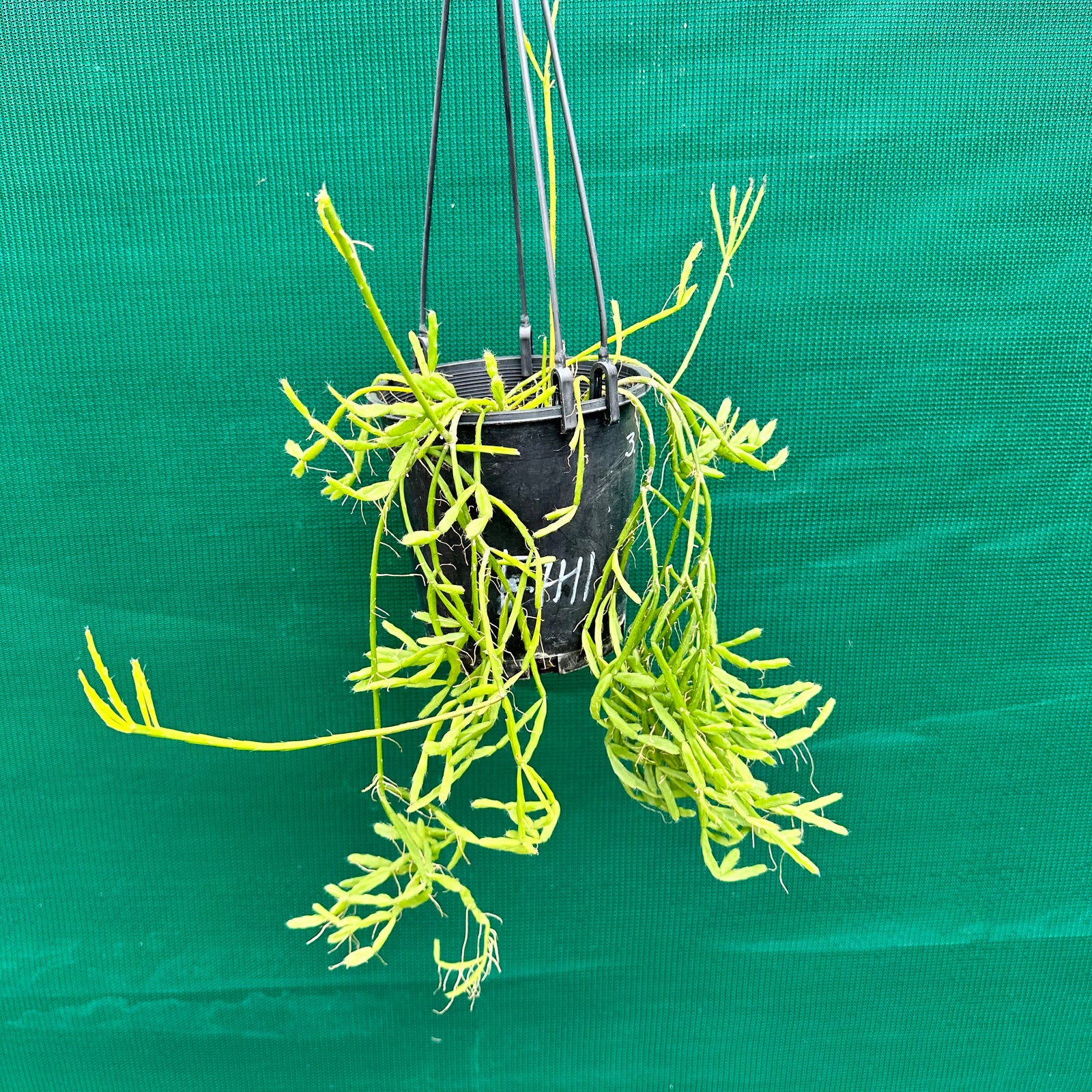 Rhipsalis sulcata - R48