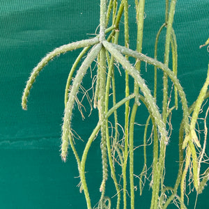 Rhipsalis baccifera f. Saxicola - R45