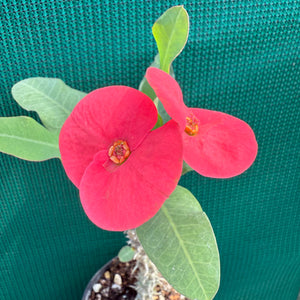 Poysean - Euphorbia milii P024