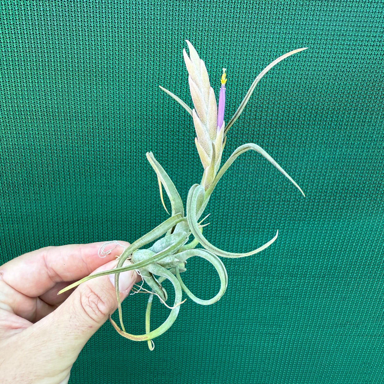 Tillandsia - paucifolia x caput-medusae ex. CV