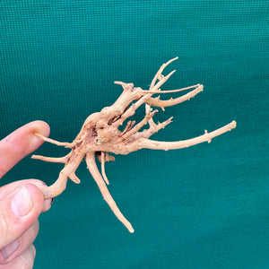 Drift Wood NEW
