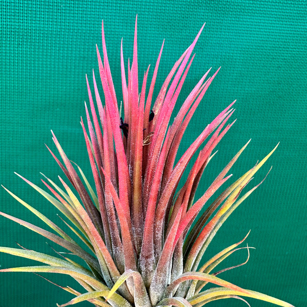 Tillandsia - ionantha 'APD003' - Air Plant Decor
