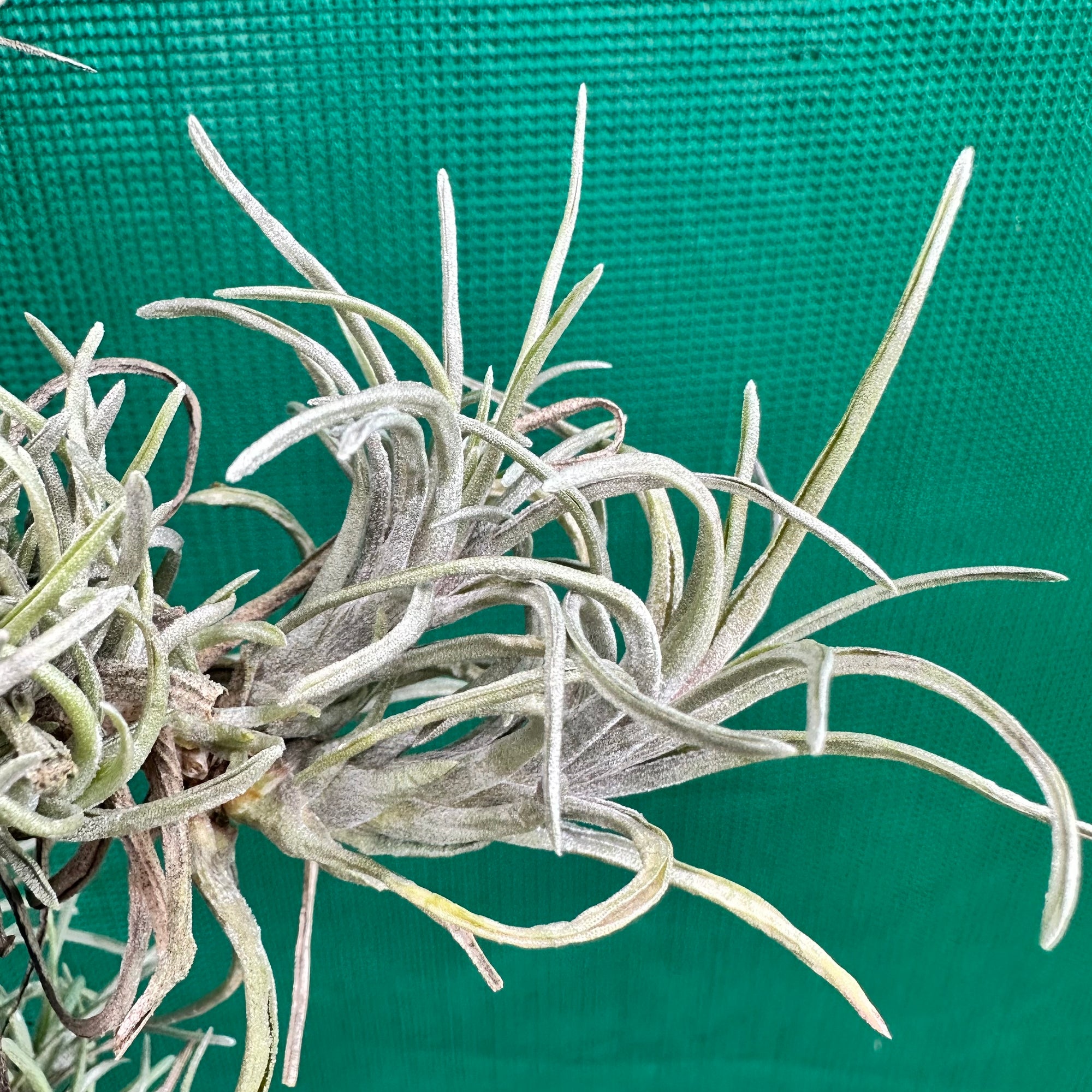 Tillandsia - neglecta ‘Dark Leaf’ ex. PT