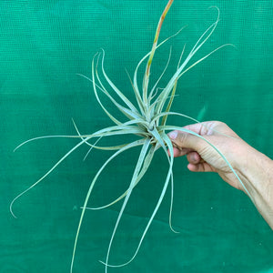 Tillandsia - albida x utriculata ex. PT