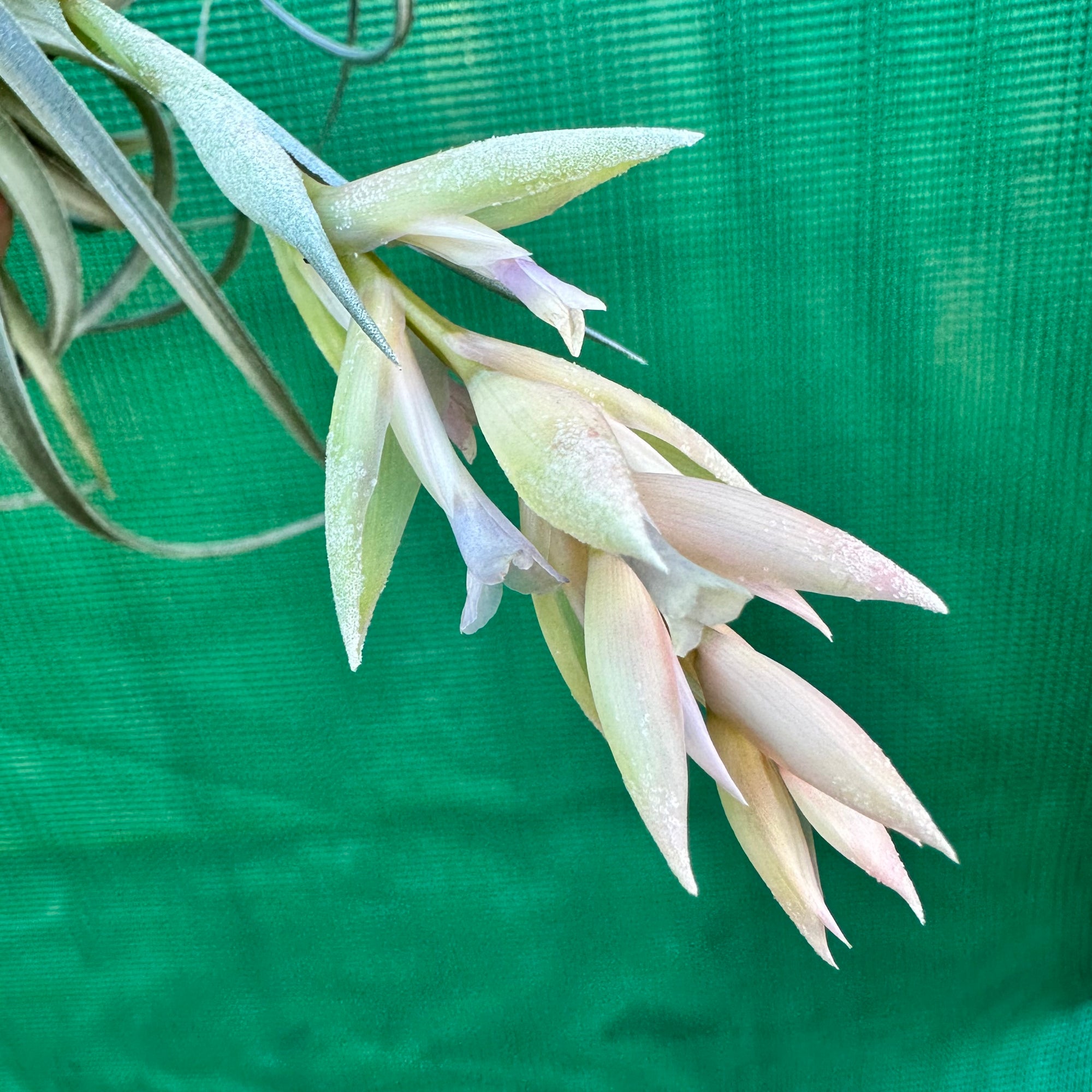 leonamiana air plant Tillandsia - leonamiana 'Blue Flower'