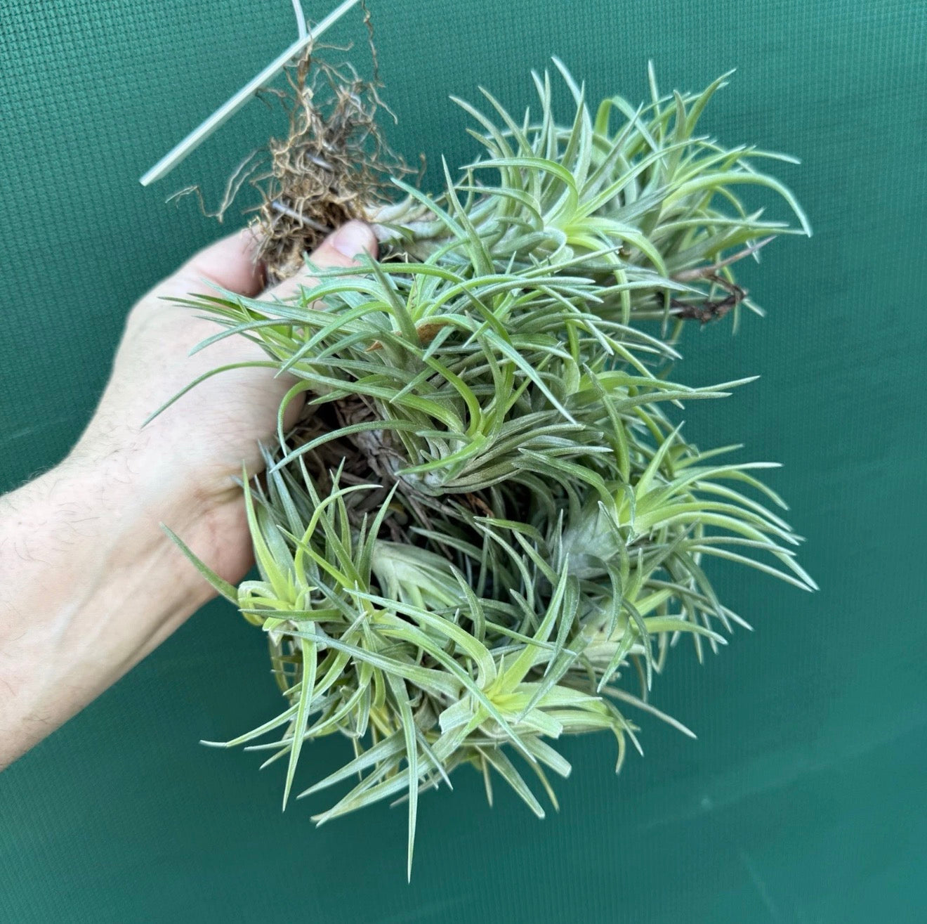 Tillandsia neglecta (Mature Clump)
