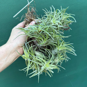 Tillandsia neglecta (Mature Clump)