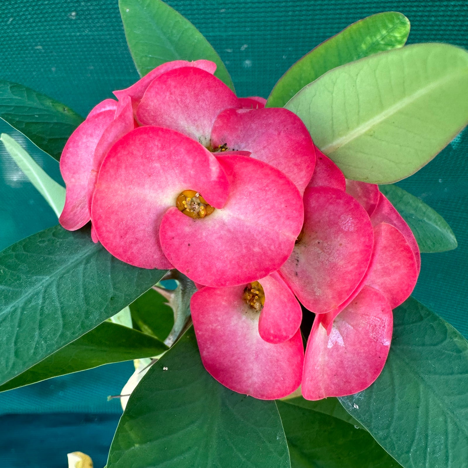 Poysean - Euphorbia milii PA