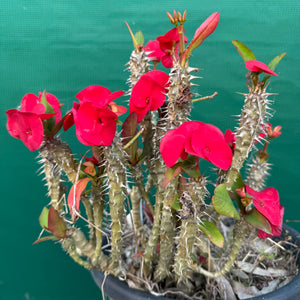 Poysean - Euphorbia P010 NEW