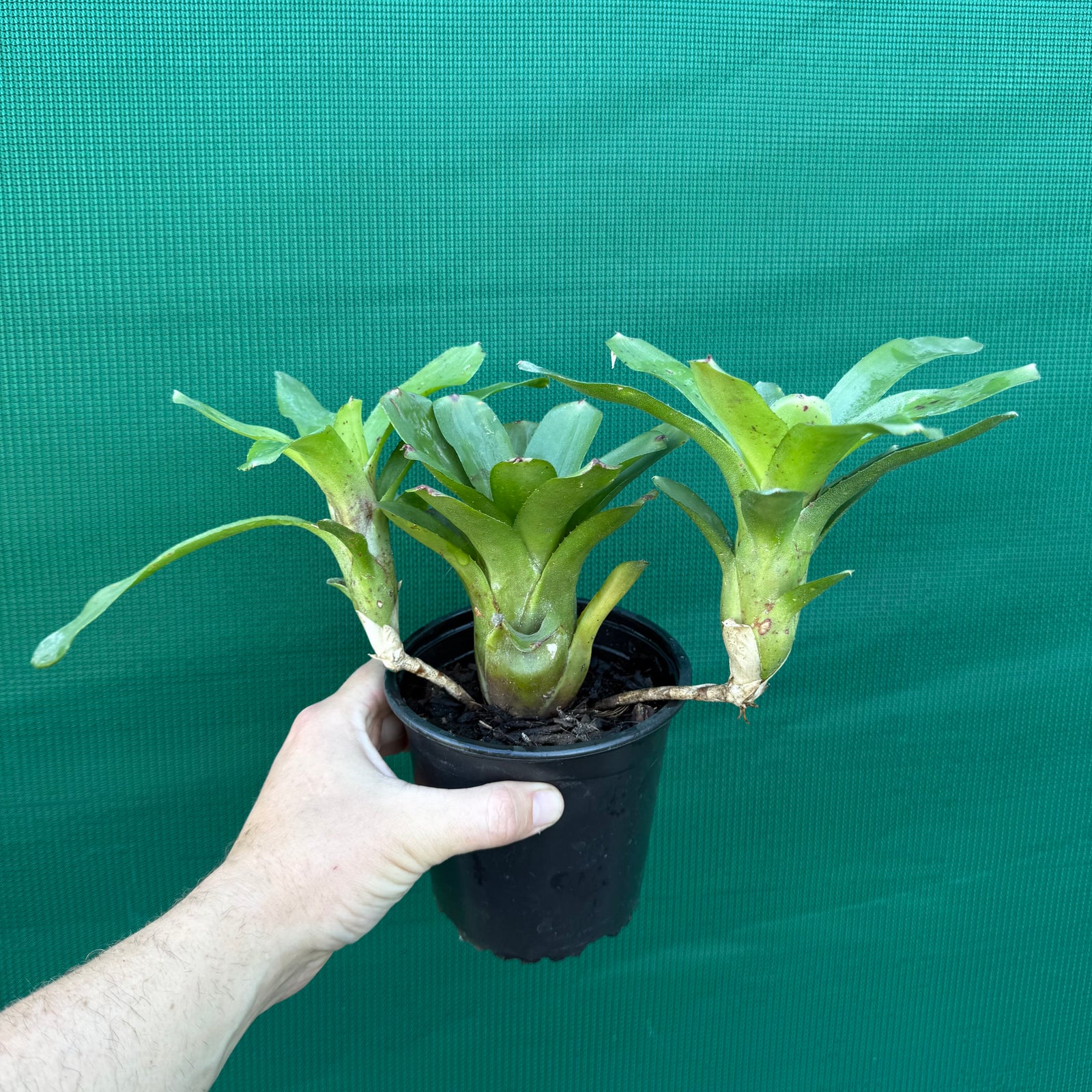 Mini Neoregelia - Short and Sweet