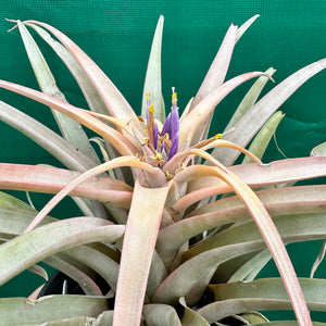 Tillandsia - capitata ‘Peach’ (Real Deal) ex. BRT NEW