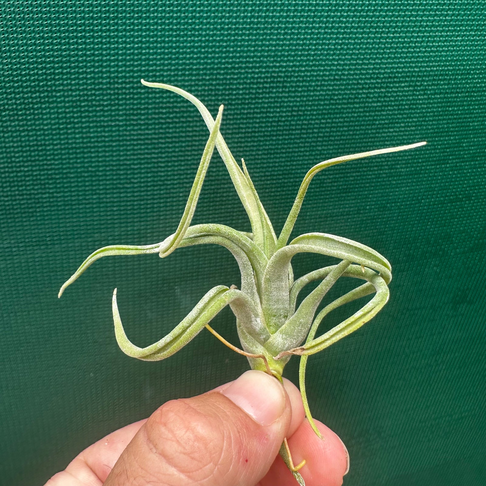 Tillandsia - paucifolia x caput-medusae ex. CV