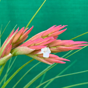 Tillandsia - Bob Holm’s Beauty ex. PT