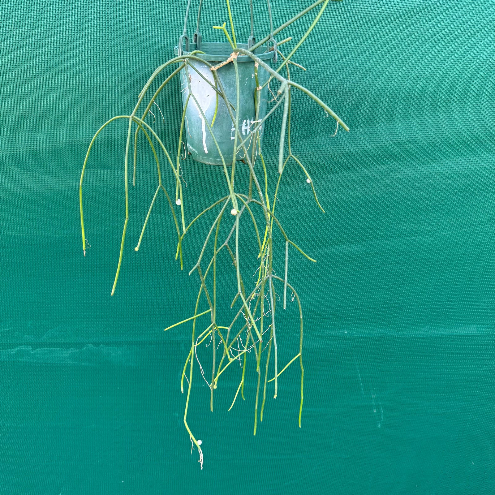 Rhipsalis micrantha f. Villarica - R51
