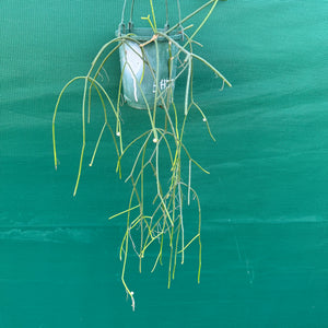 Rhipsalis micrantha f. Villarica - R51