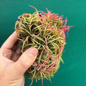 Tillandsia ionantha ‘BOE1590’ (Mature Clump)
