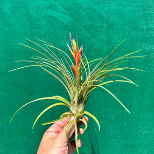 Tillandsia - chlorophylla ‘Small Form’ ex. PT