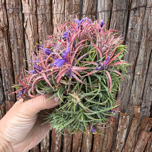 Tillandsia ionantha ‘BOE750’ (Mature Clump) NEW