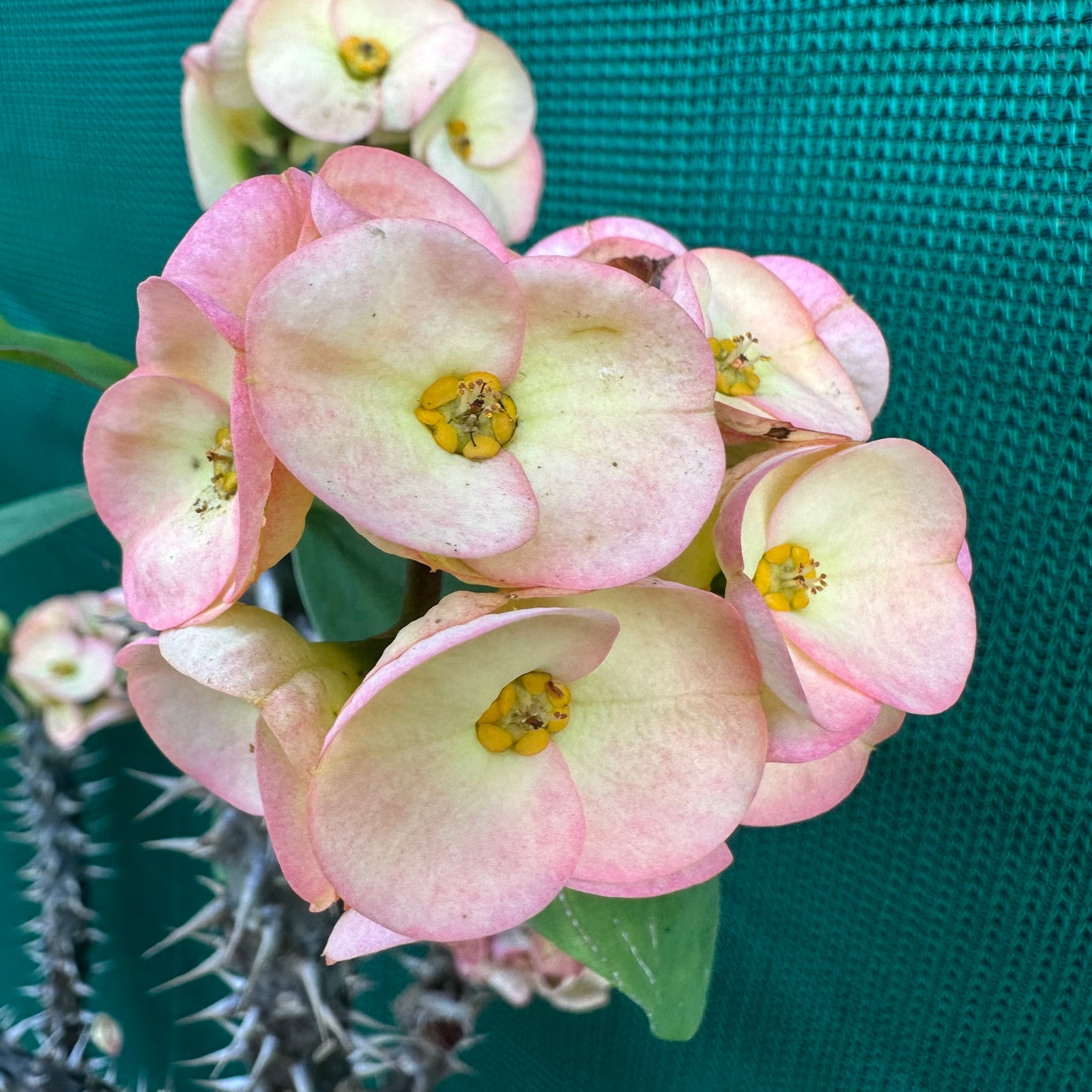 Poysean - Euphorbia milli P081