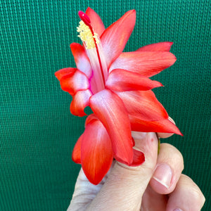 Zygocactus Sunburst Fantasy
