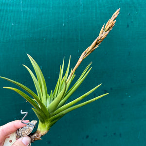 Tillandsia - Socal Delight ex. RFI NEW