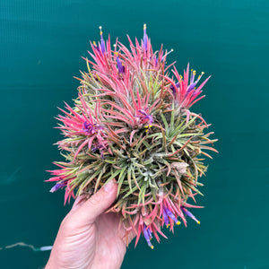 Tillandsia ionantha ‘BOE1593’ NEW