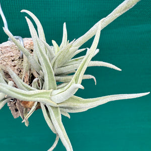 Tillandsia - paleacea ssp. apuramacensis ex. KK NEW