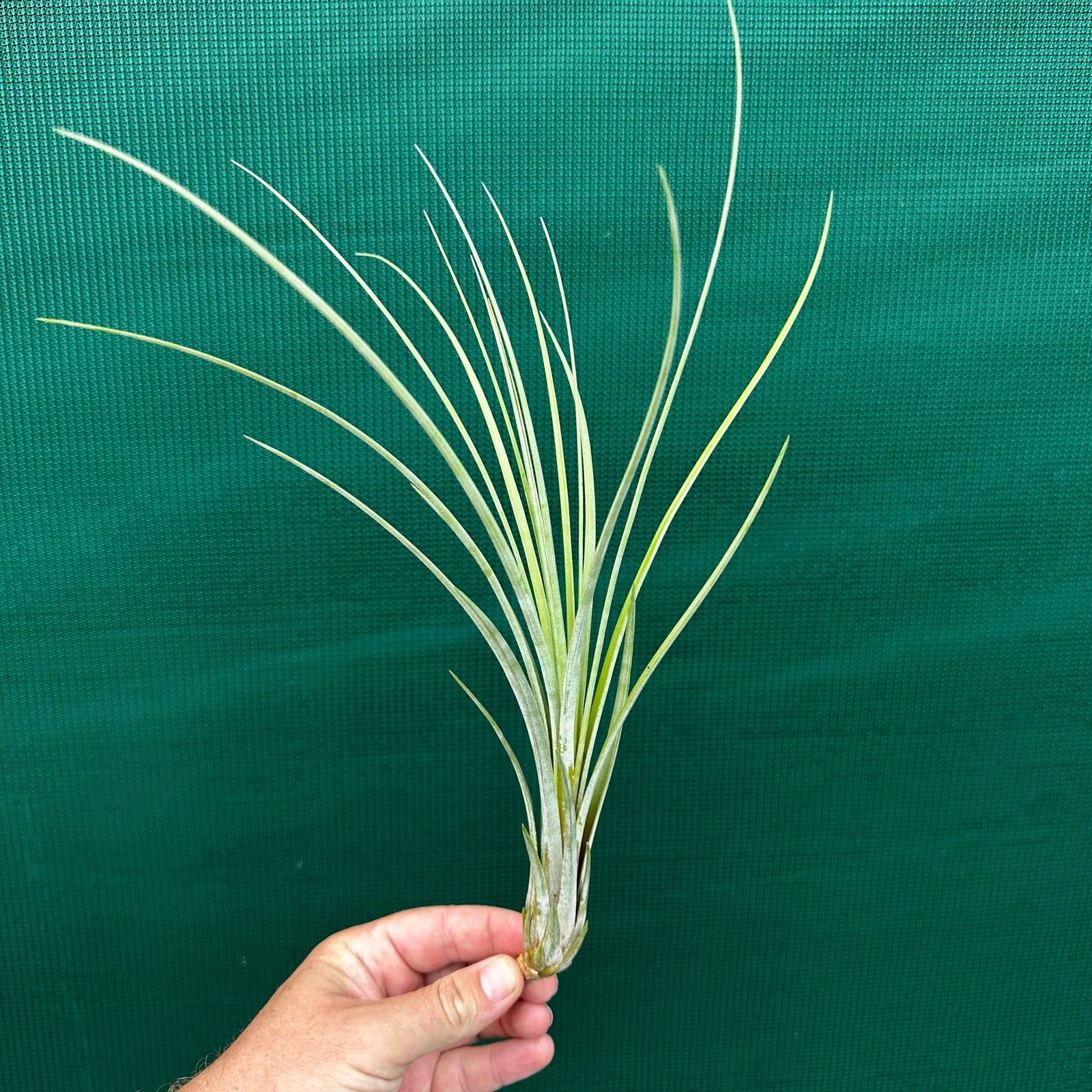 Tillandsia - Seaborn