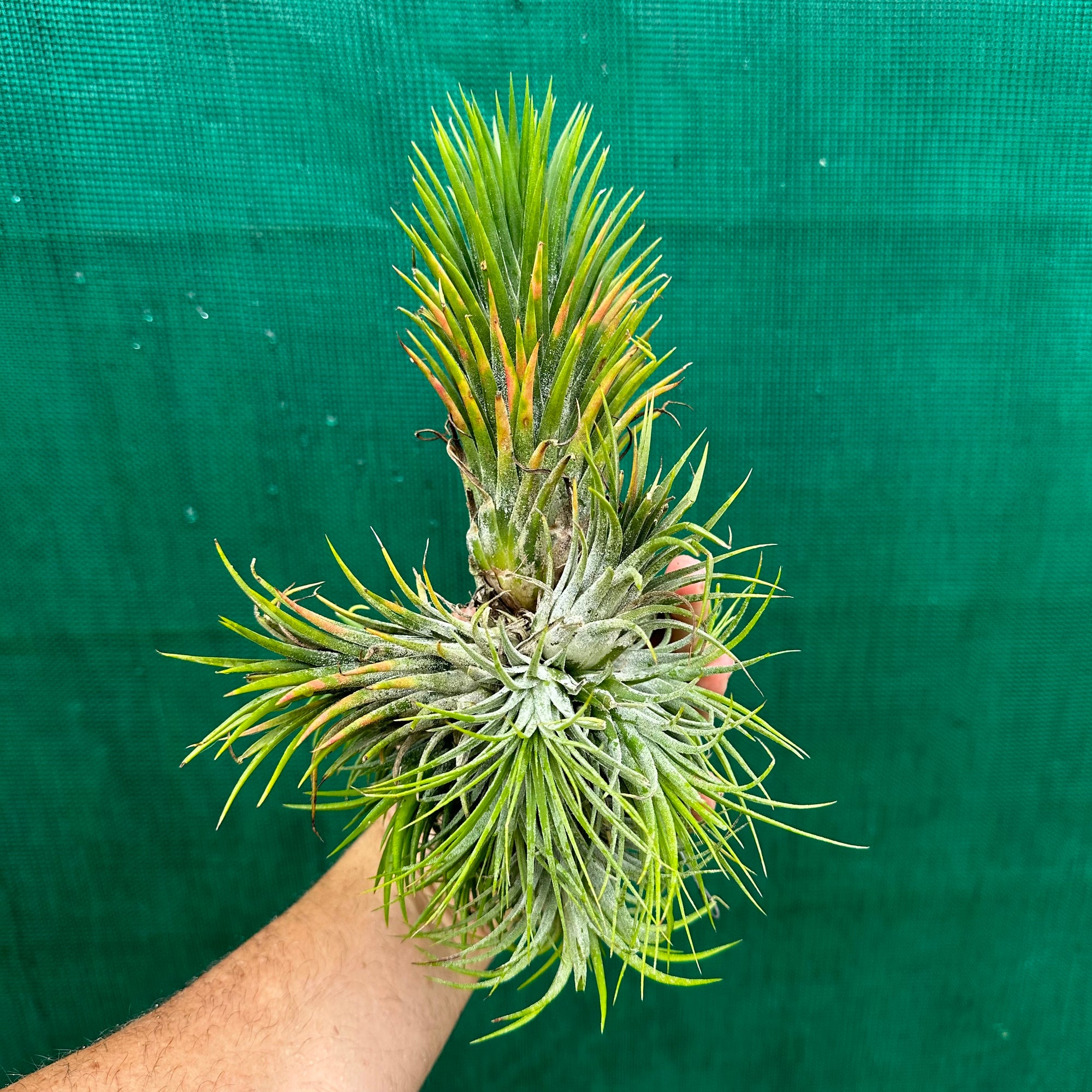 Tillandsia - ionantha 