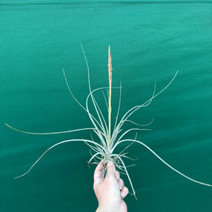 Tillandsia - juncea x schiedeana ex. BH