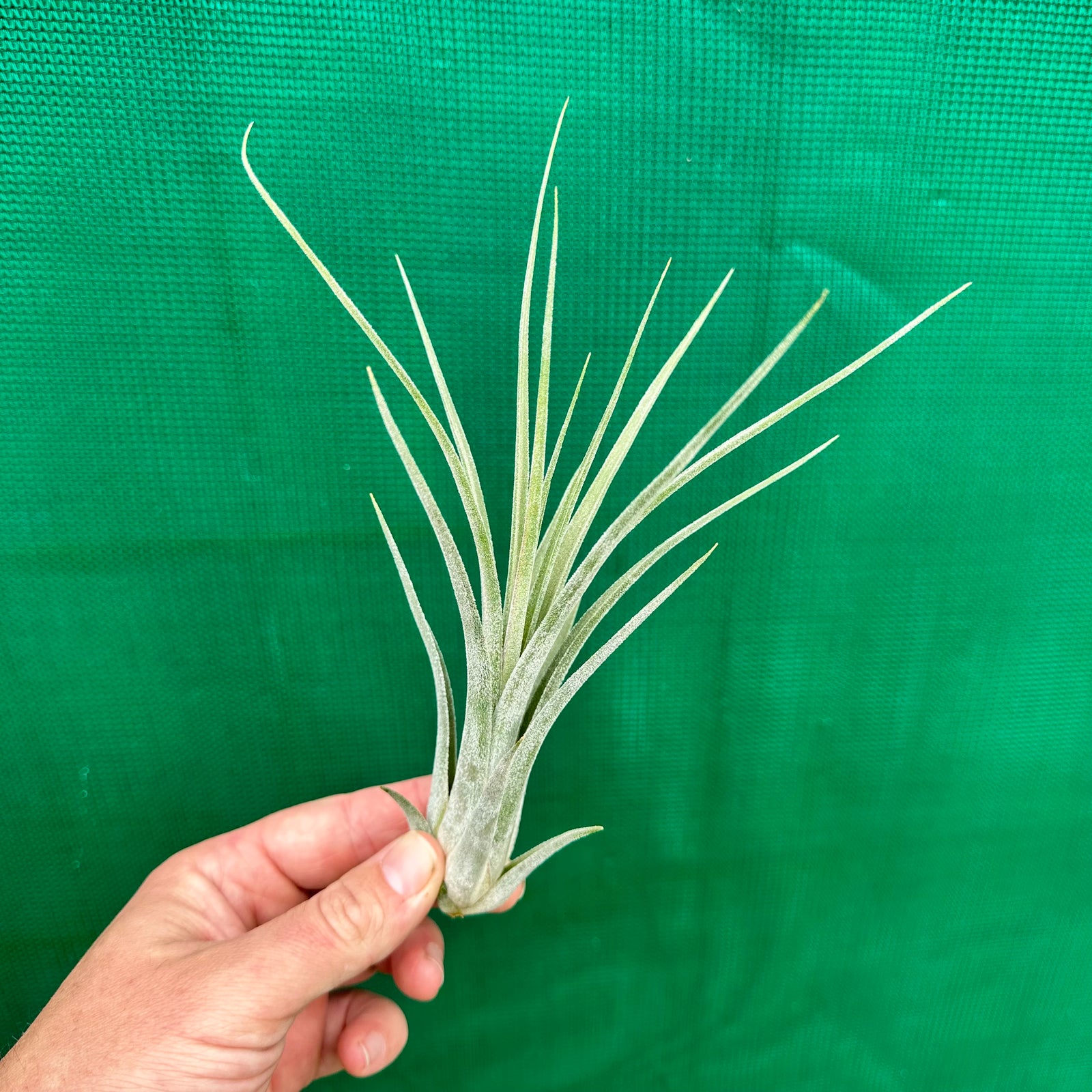 Tillandsia - caput-medusae x weberi ? (Nat. Hybrid) ex. LK