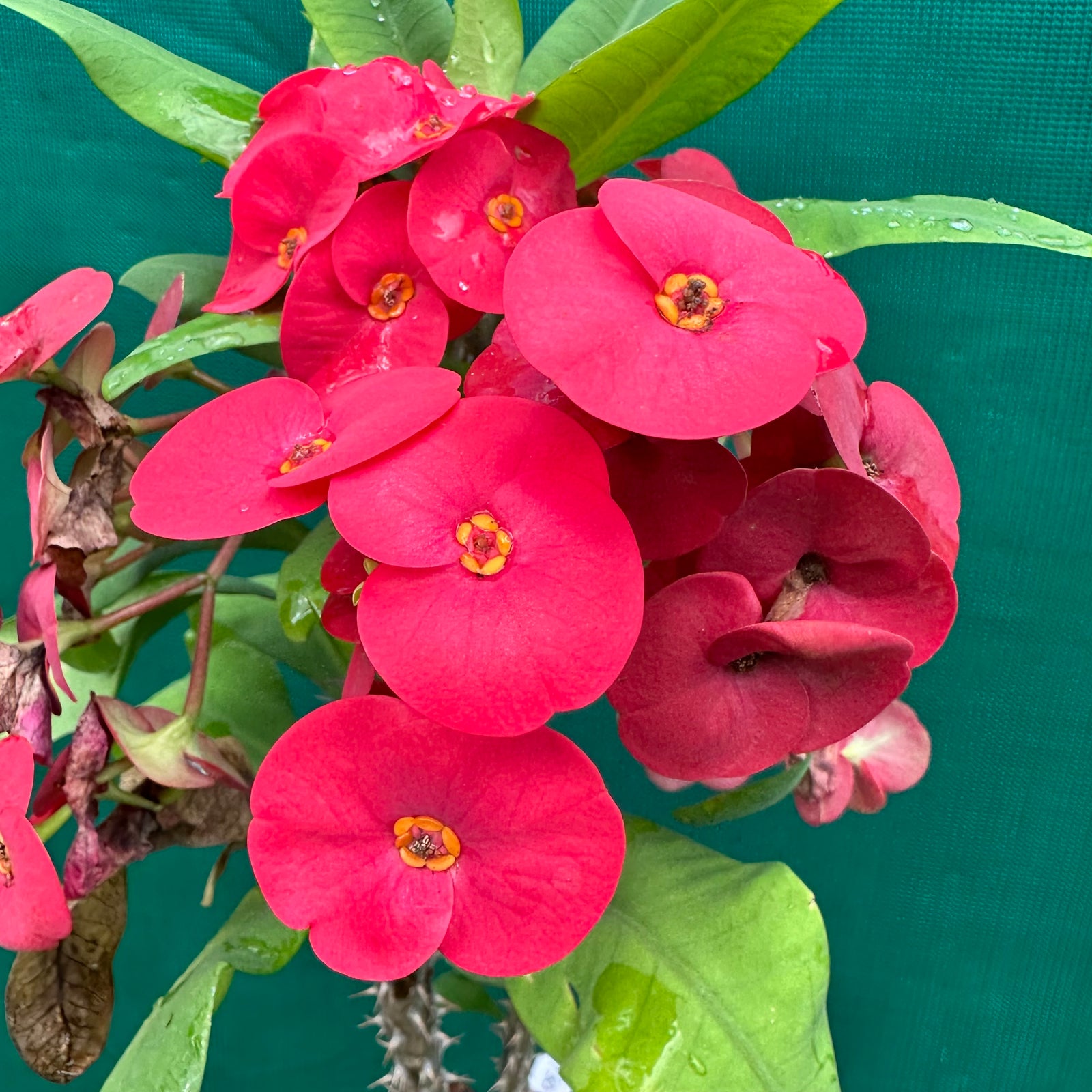 Poysean - Euphorbia milii P030