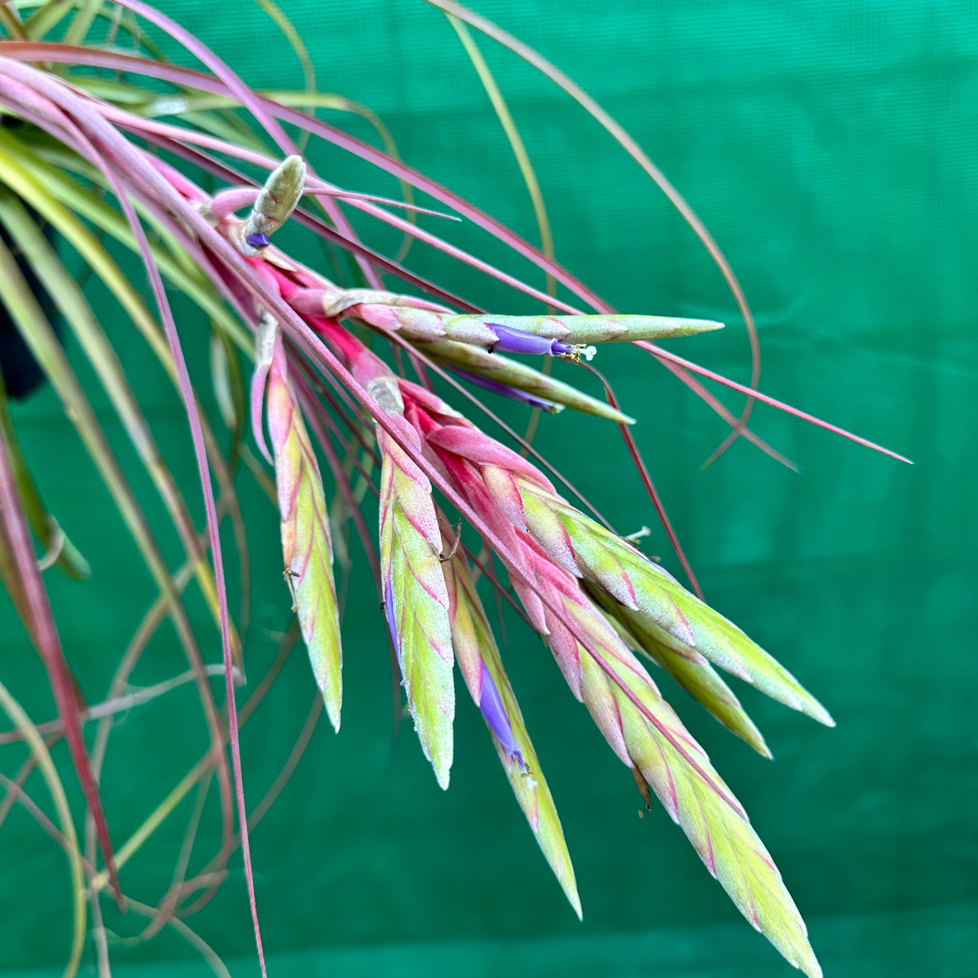 Tillandsia - fasciculata ‘Small Form’ x streptophylla ex. BG NEW