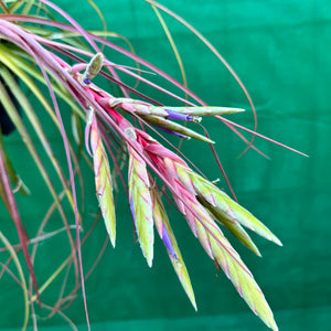 Tillandsia - fasciculata ‘Small Form’ x streptophylla ex. BG NEW