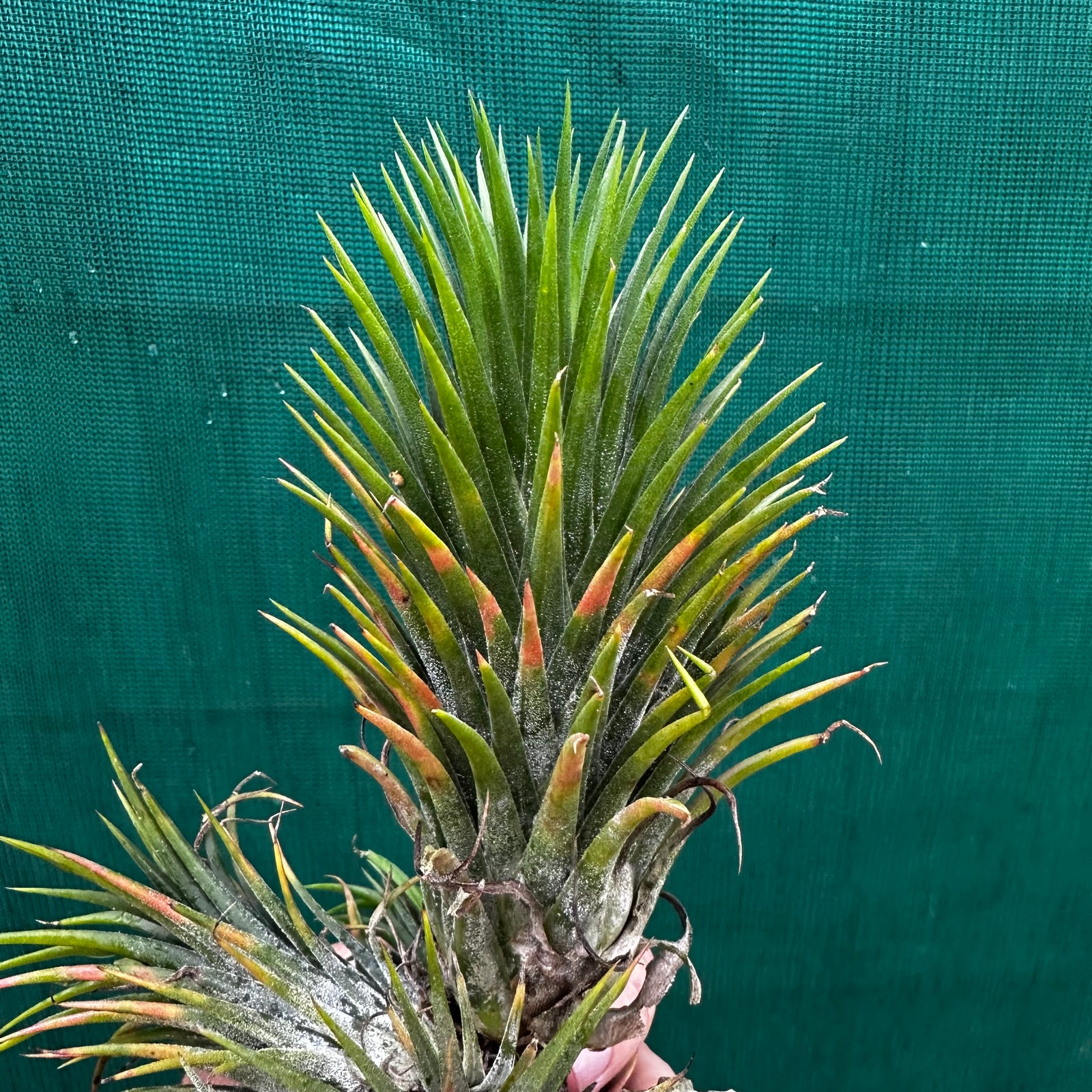 Tillandsia - ionantha 'Large Form' ex. NR