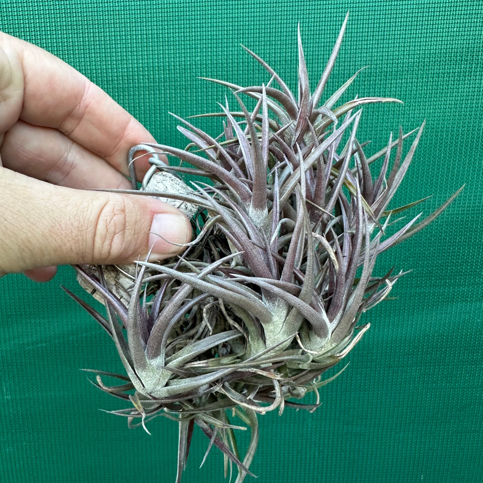 Tillandsia - jonesii ex. BD