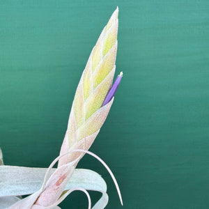 Tillandsia - Silverado