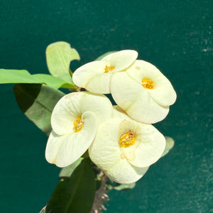 Poysean - Euphorbia P113 NEW