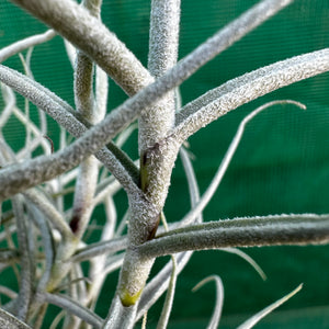 Tillandsia - paleacea ‘Brazil UWE’ ex. PT