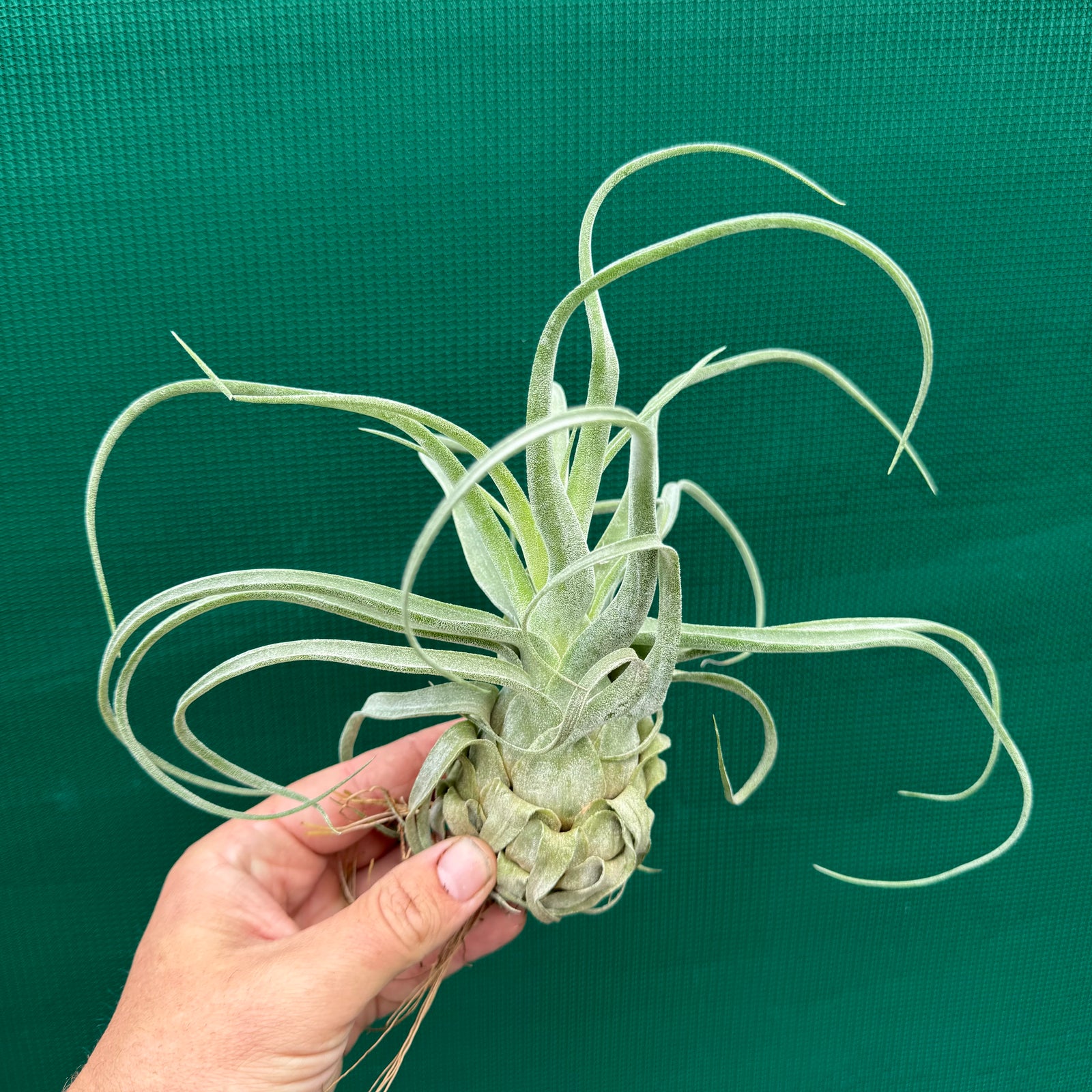 Tillandsia - streptophylla