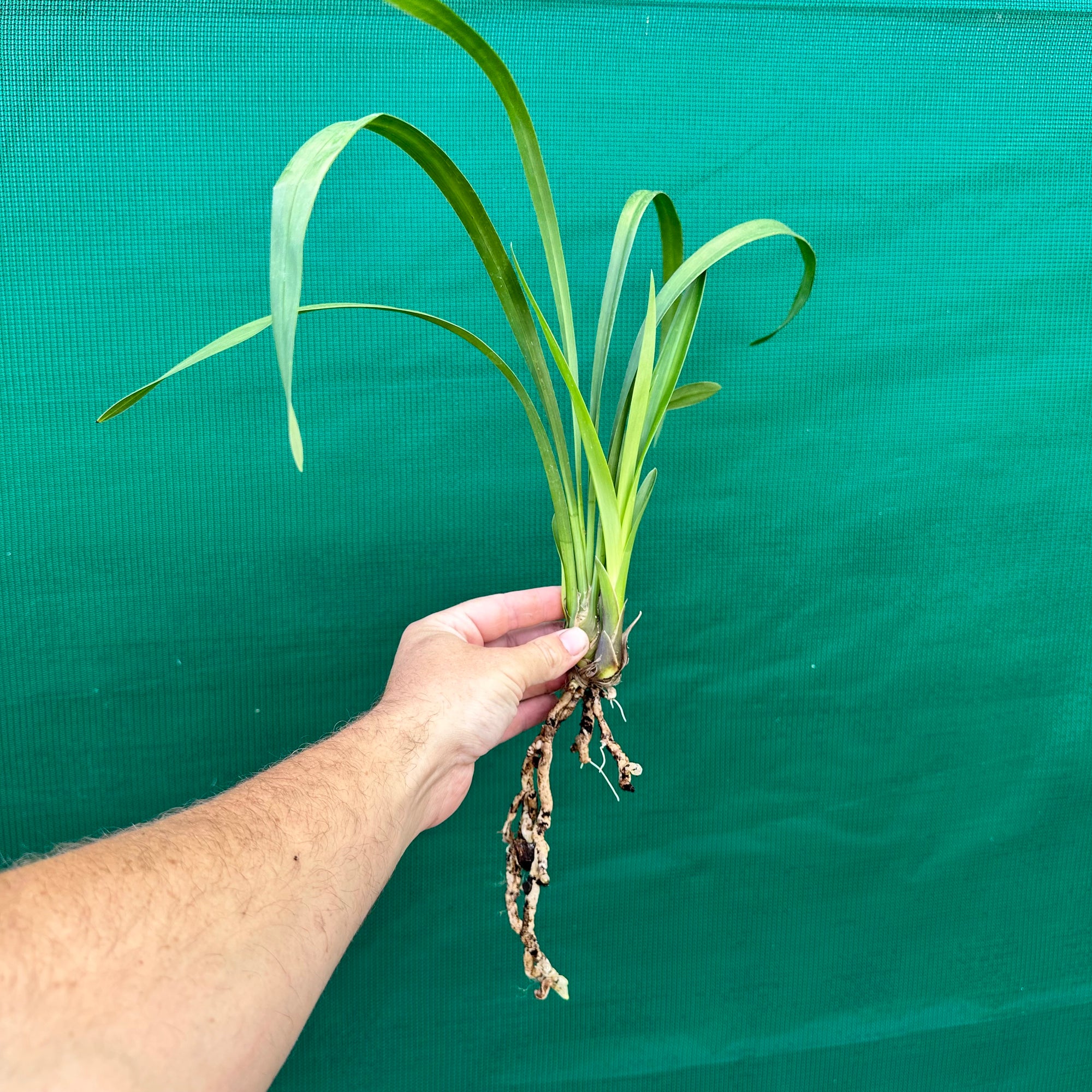 Orchid - Cymbidium ‘Kimberley Splash Teepee’ NEW