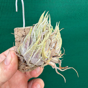 Tillandsia - sprengeliana NEW