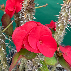 Poysean - Euphorbia P010 NEW