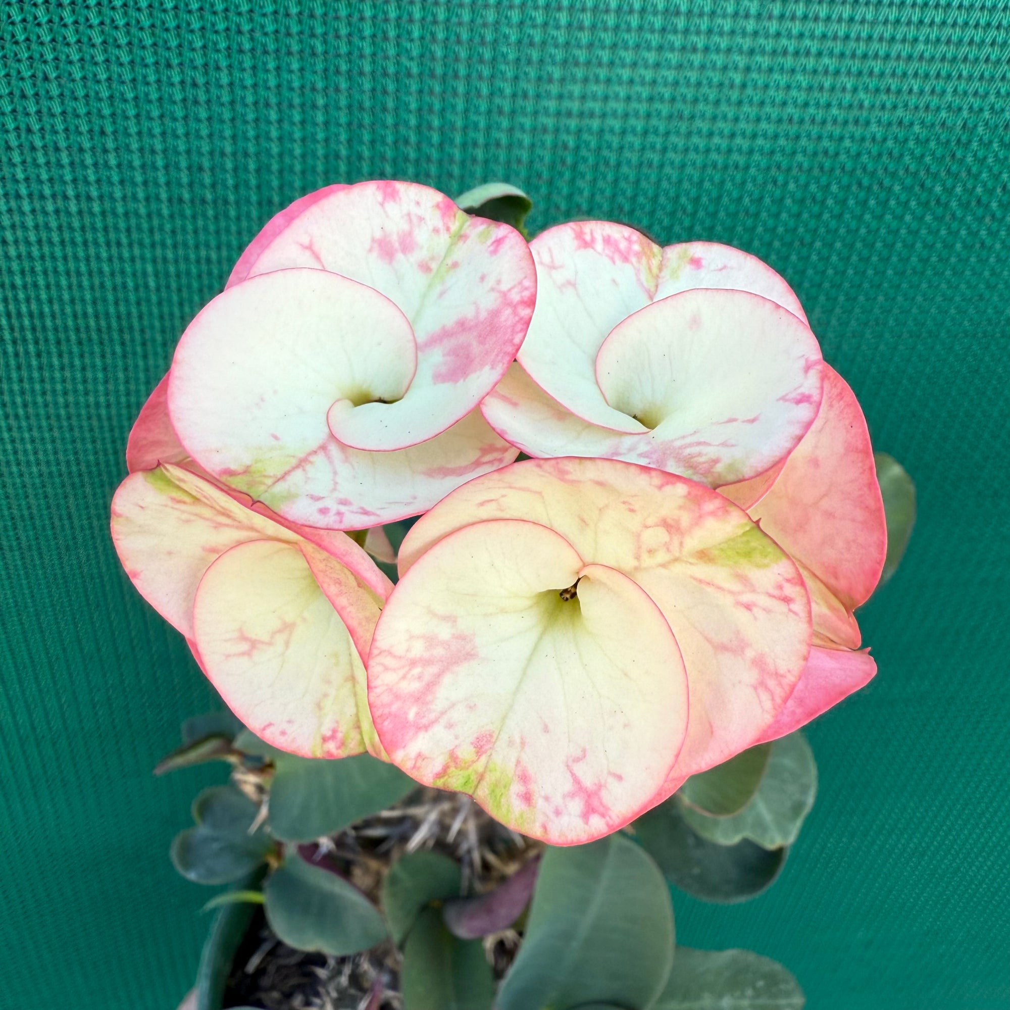 Poysean - Euphorbia Siam Hybrid ‘ChaRoen-Larp’ NEW