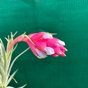 Tillandsia - recurvifolia x tenuifolia ex. CB