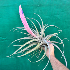 Tillandsia - Queen’s Delight