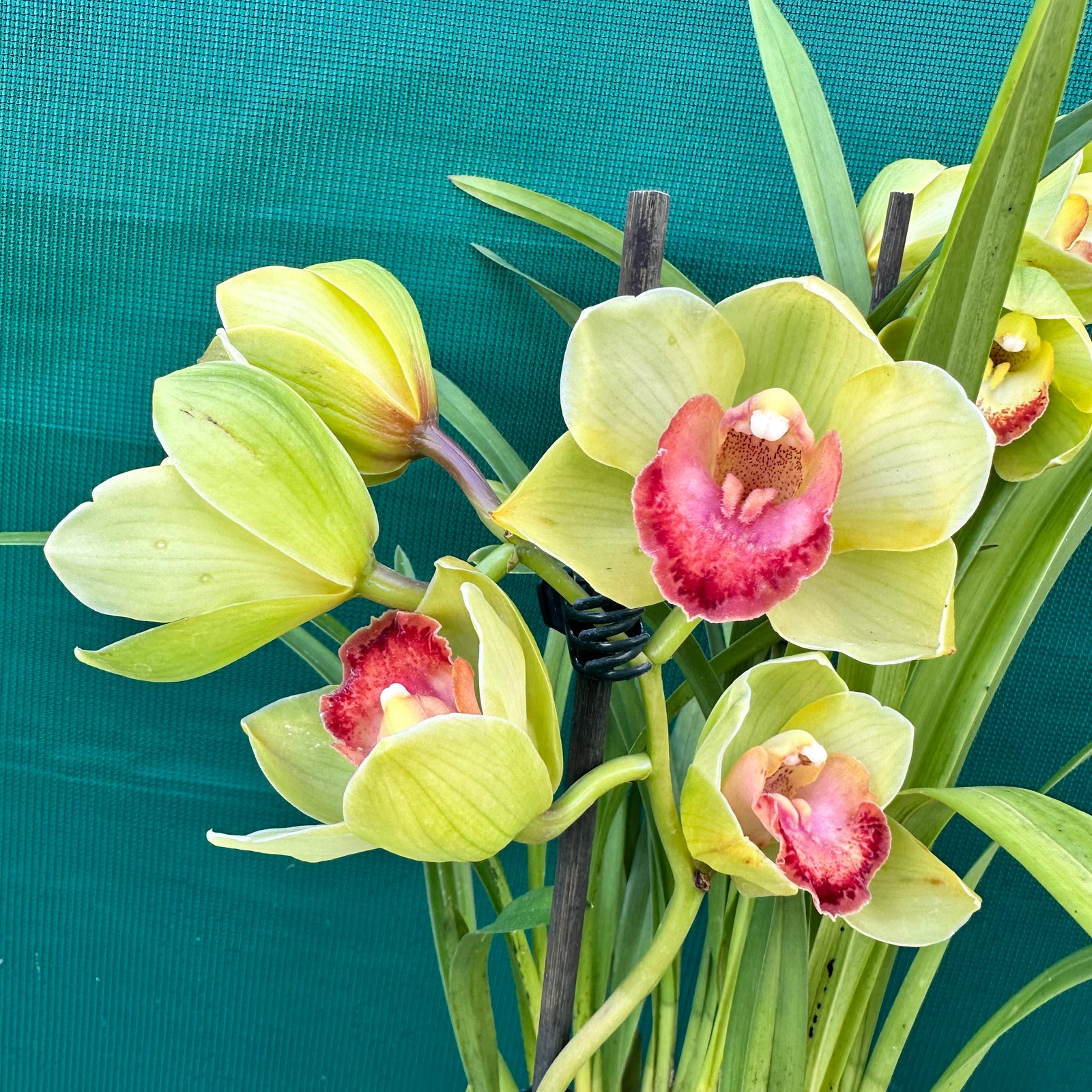 Orchid - Cymbidium ‘Kimberley Splash Teepee’