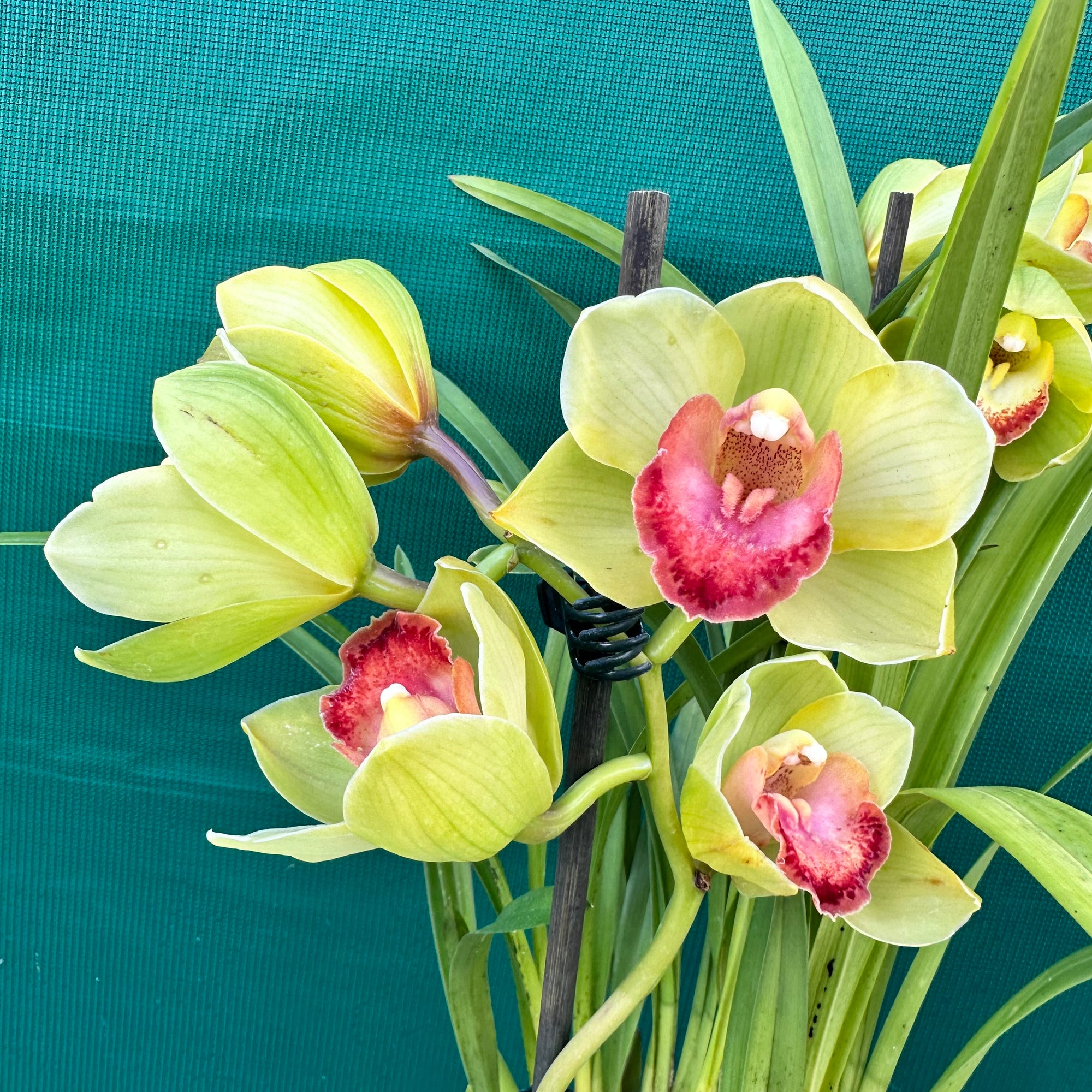 Orchid - Cymbidium ‘Kimberley Splash Teepee’ NEW
