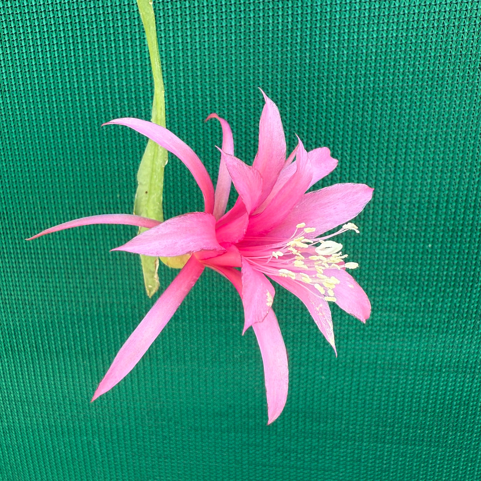 Epi. Hybrid Delicate Jewels - EH11